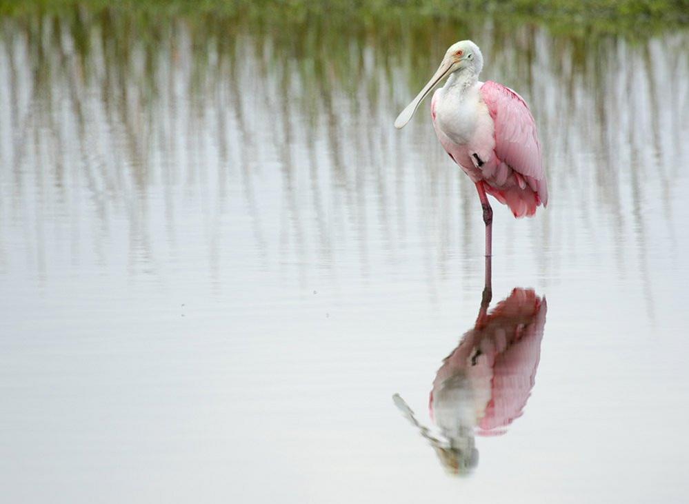 A bird reflected in water