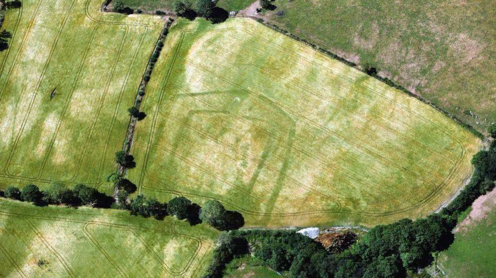 A previously unrecorded Iron Age or Romano-British double-ditched farmstead revealed in ripening cropmarks near Llandysul, south Ceredigion (15 July 2026). Picture shows patches of brown crop fields and come greenery around the corners.