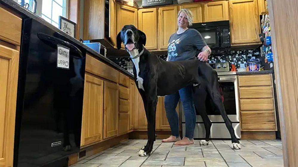 kevin the dog, in the kitchen with mrs Wolfe