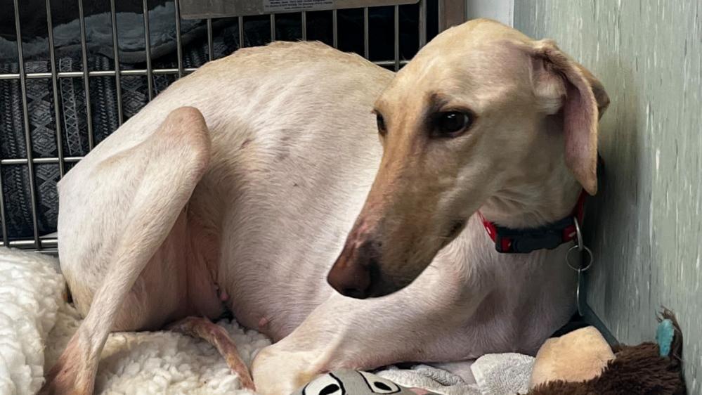 A lurcher is sitting in a kennel at a rescue centre. She has beige fur and a darker brown face and ears. She is wearing a red collar and is sitting on a fluffy blanket surrounded by toys