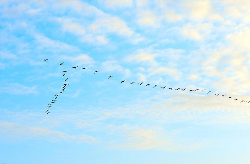 Birds in flight