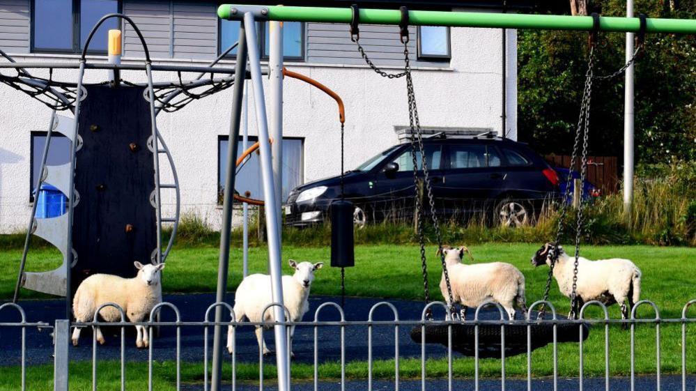 Sheep behind a metal fence, standing besides swings in a children's play park
