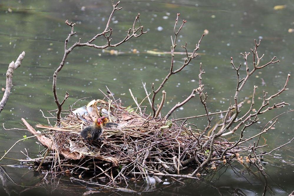 Chicks in a nest