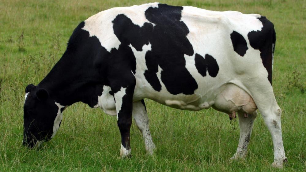 A cow