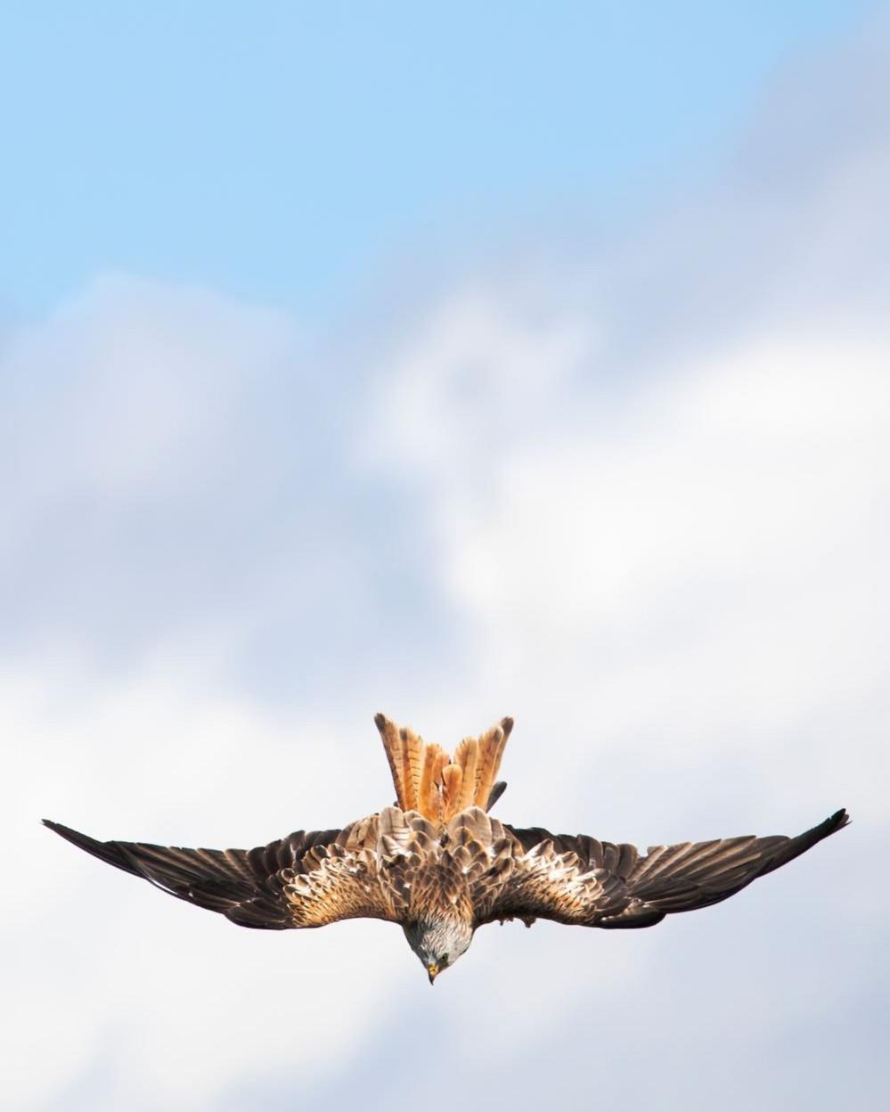 Red Kite in flight