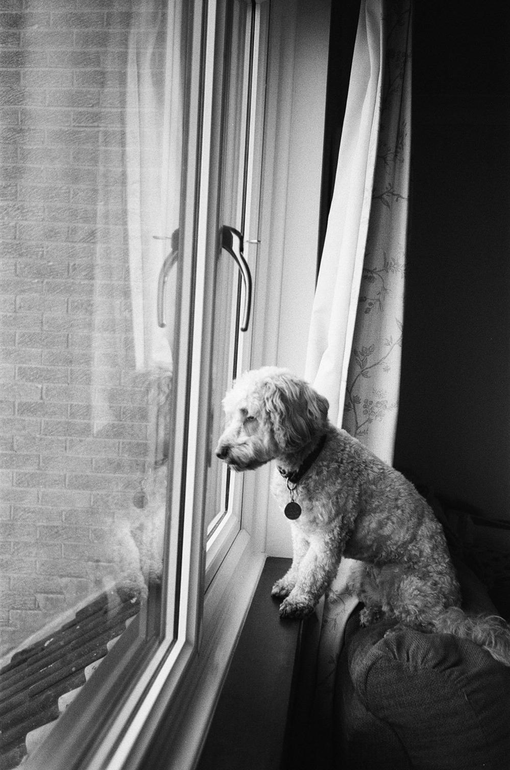 Dog looking out the window