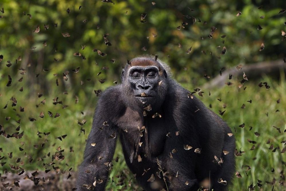 gorilla-through-butterflies.