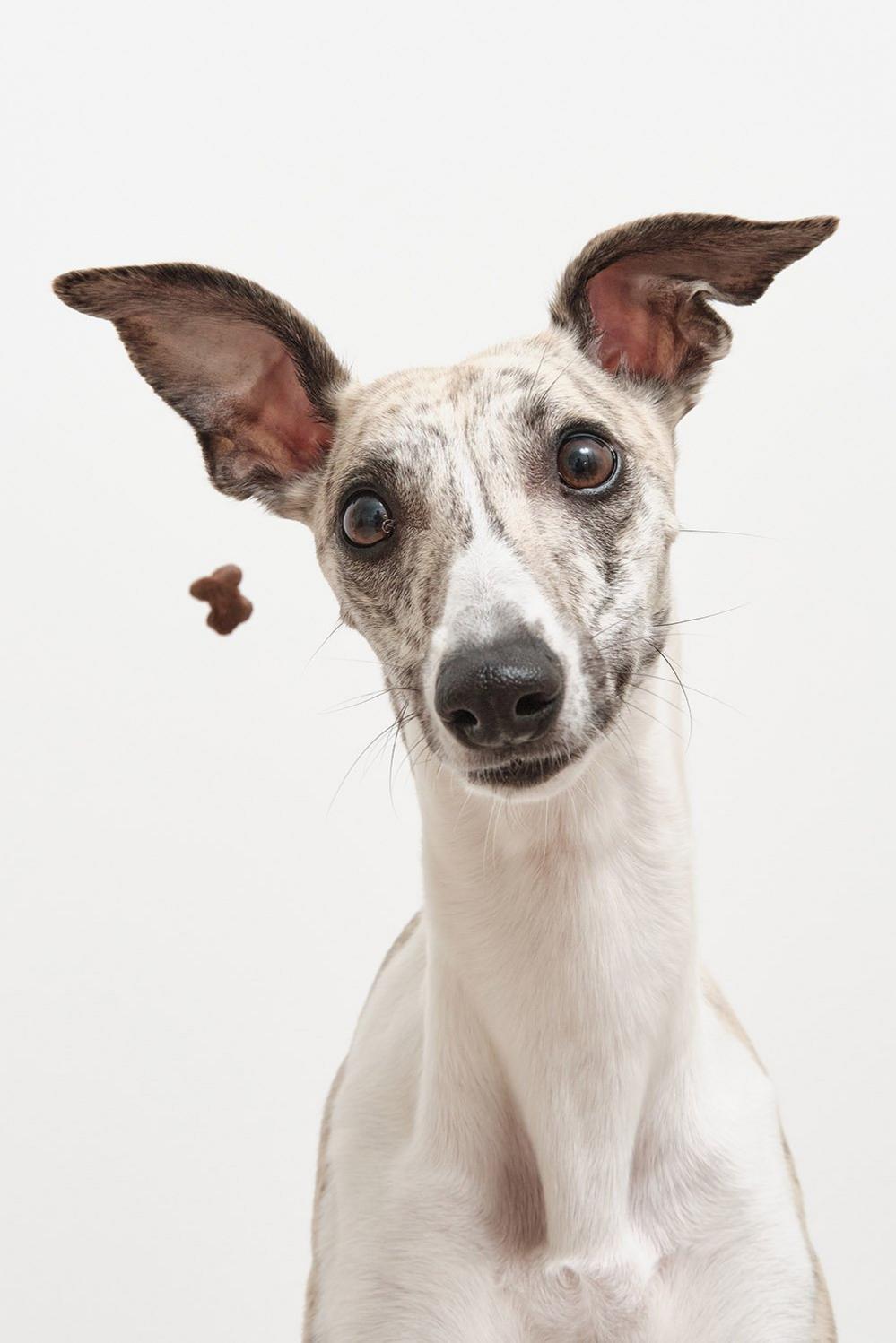 Whippet catching snacks