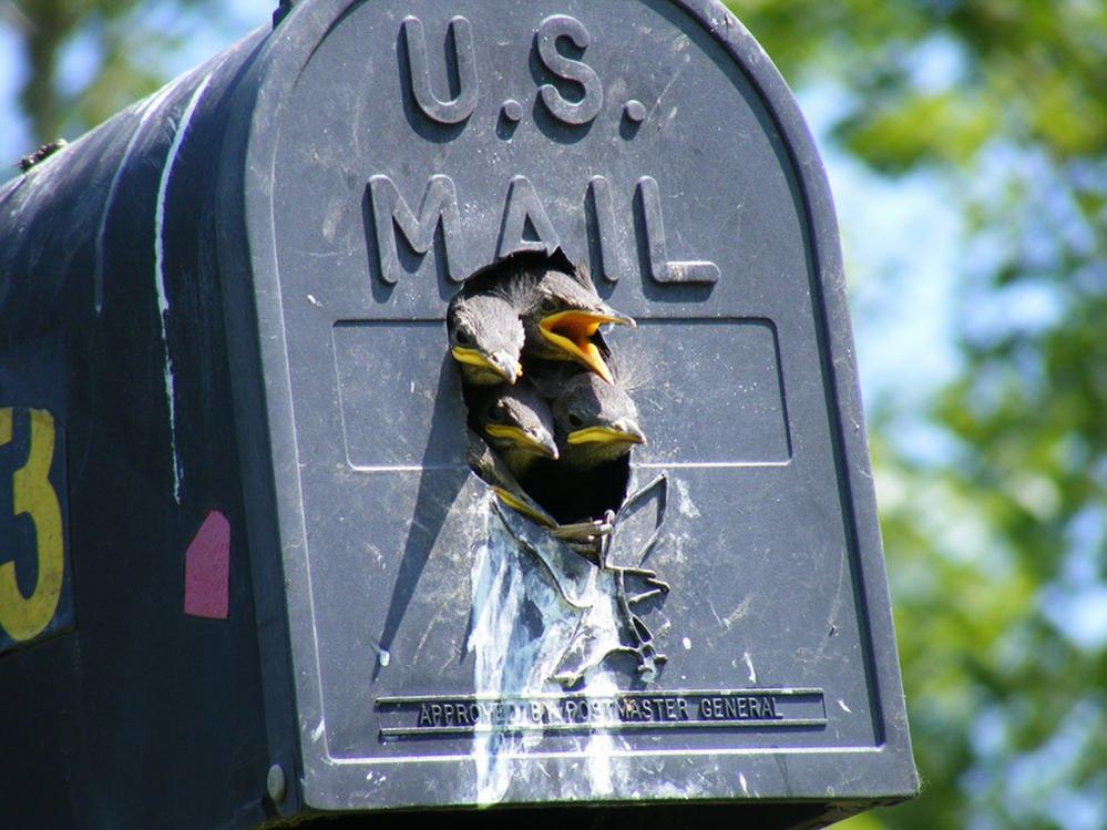 Baby starlings in a mailbox