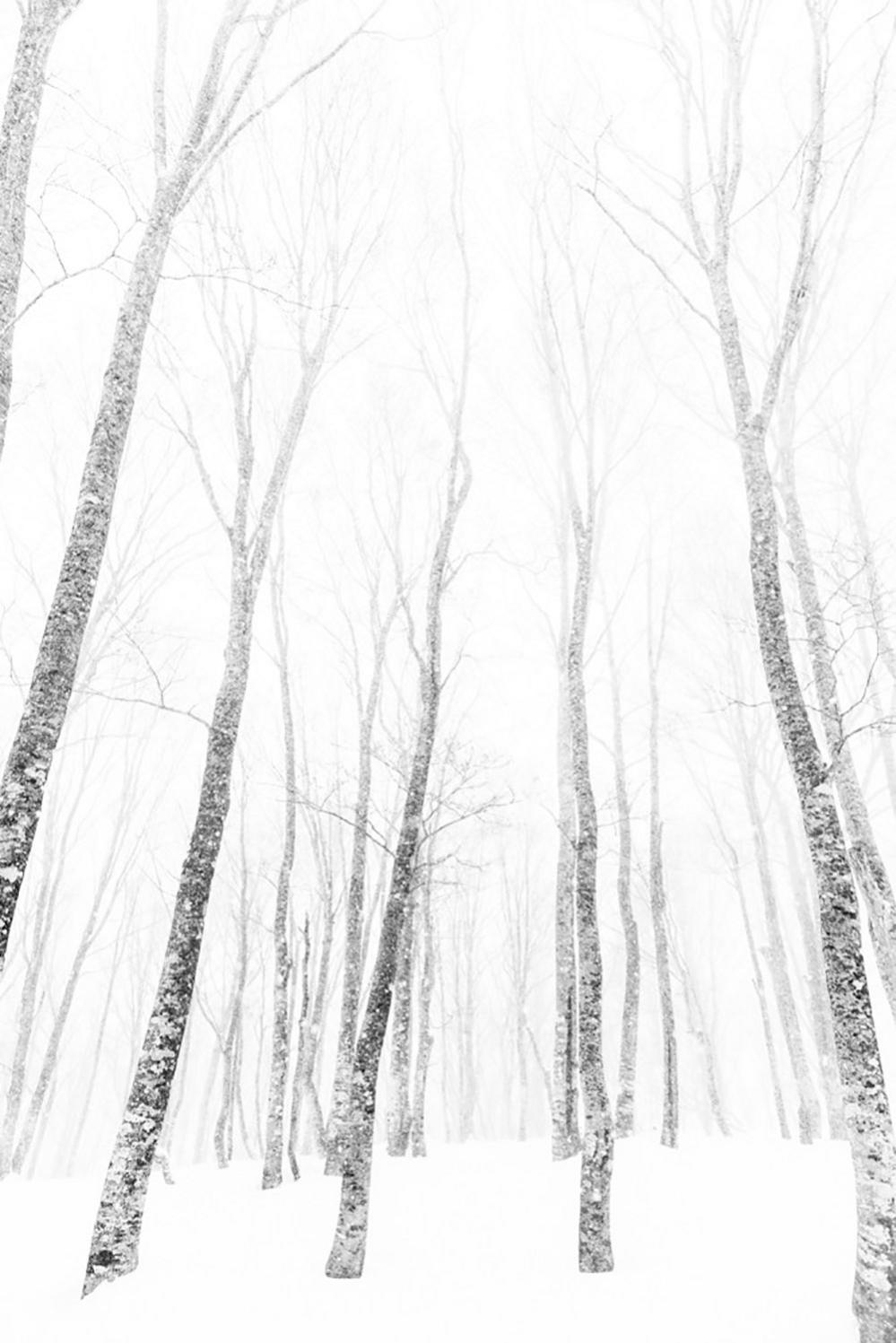 Trees in snow