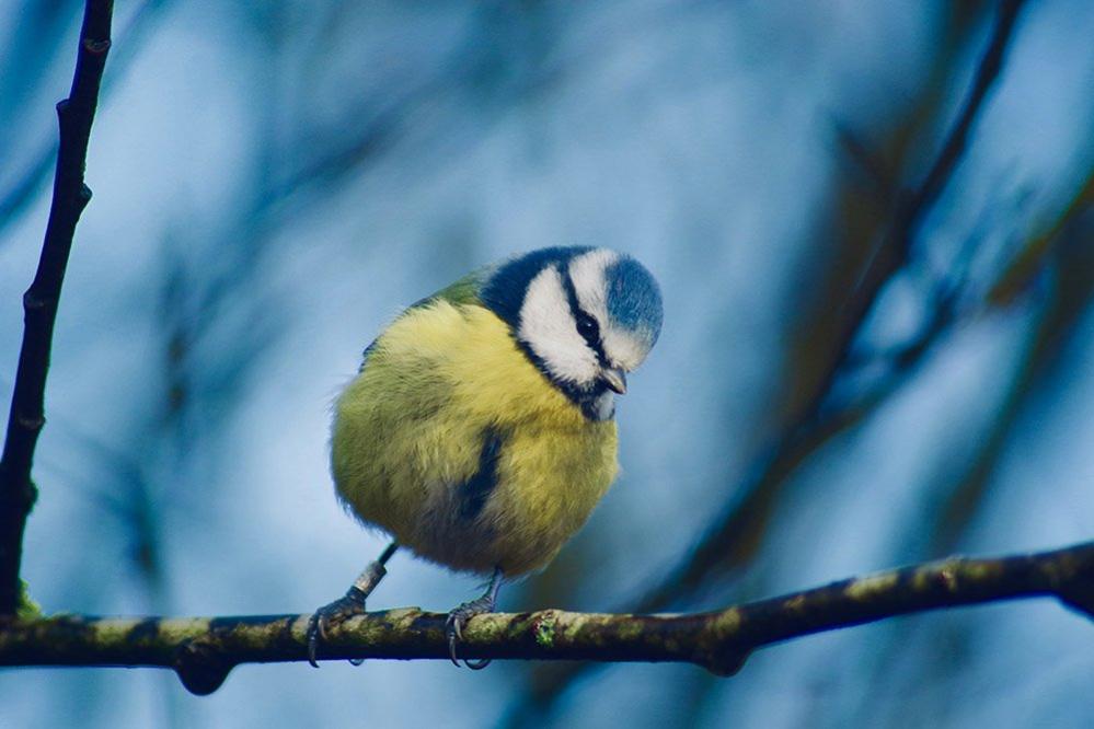 Blue tit on a branch