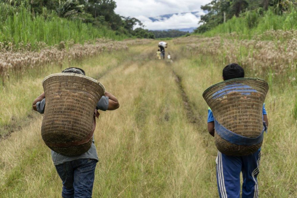 Hauling the cocoa pods