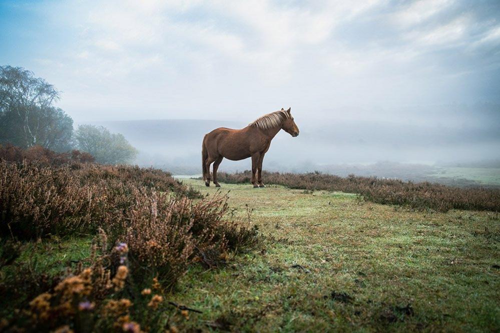 Horse in a misty landscape