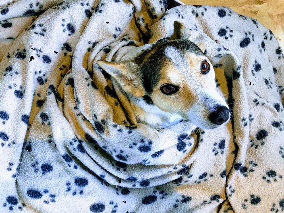 A dog wrapped in a blanket