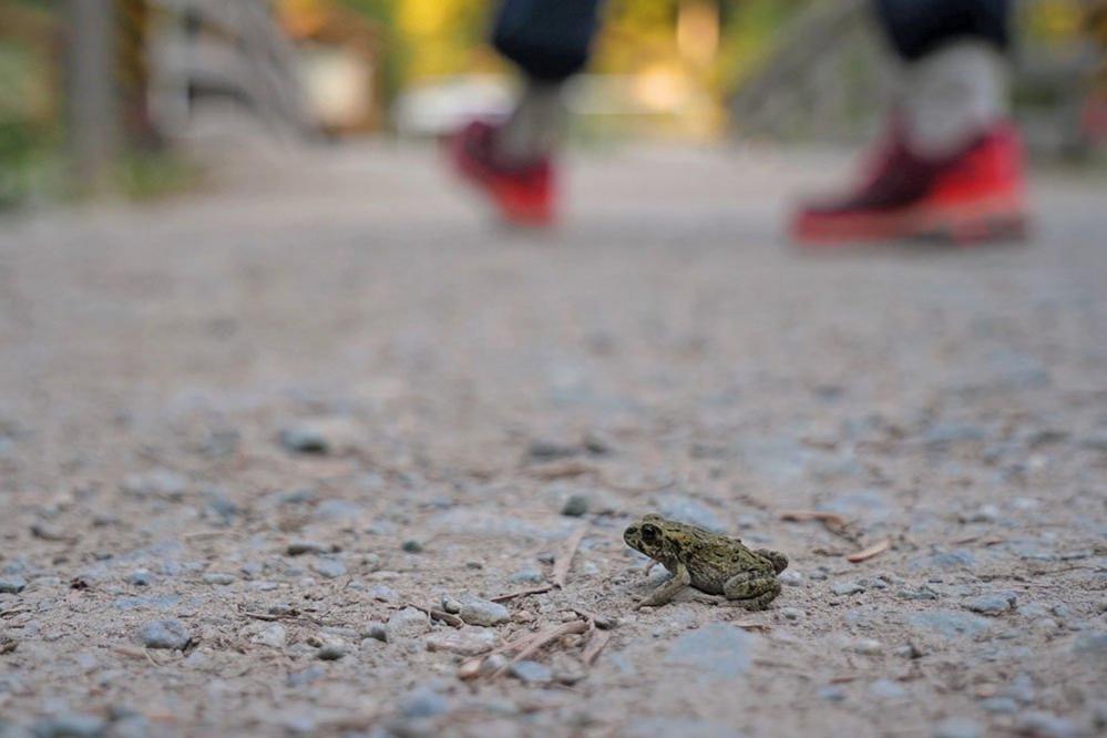 Western toad