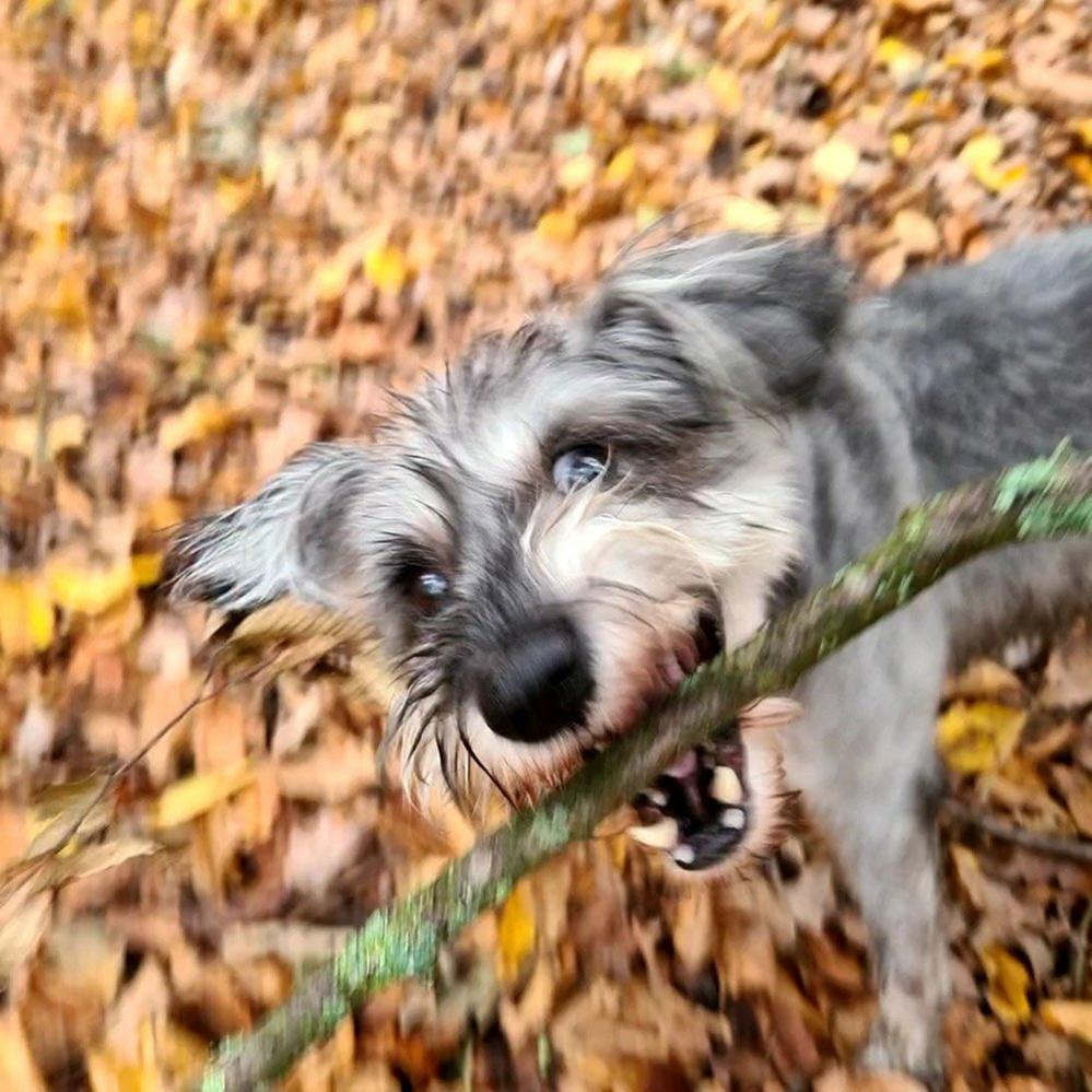 Dog with a stick