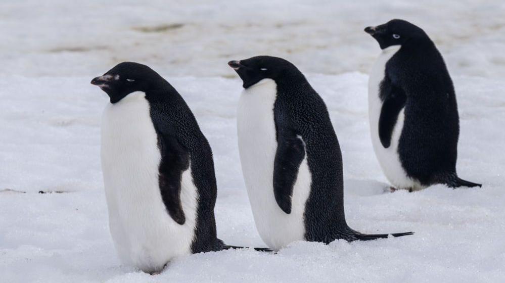 Three Adelie penguins are seen standing in a row on a snowy landscape