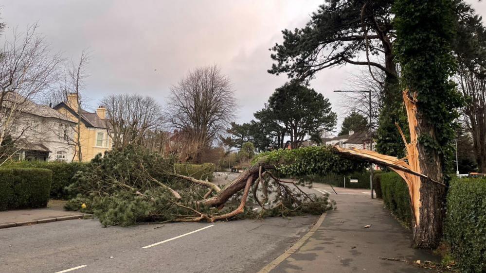 A fallen tree lies across an empty road in a residential area