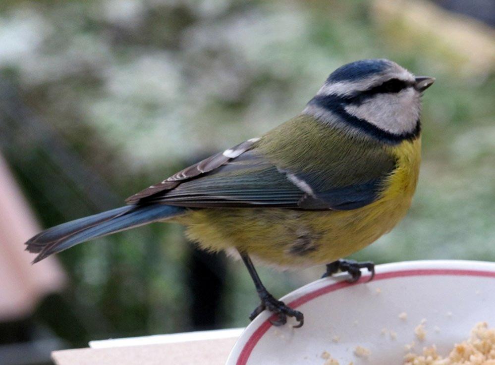 Blue tit on a plate