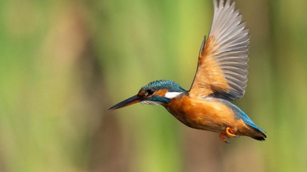 Kingfisher in flight