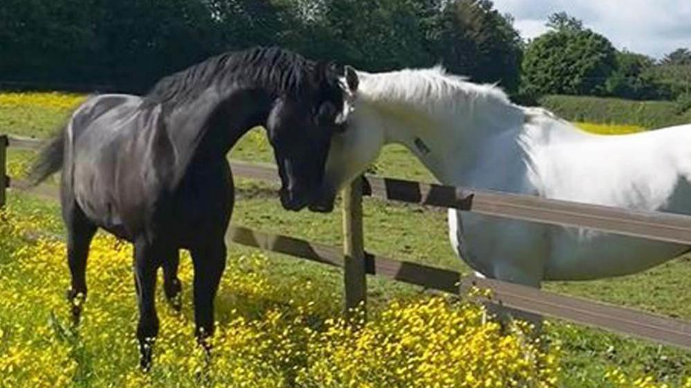 Undated handout photo issued by the Ministry of Defence of Household Cavalry horses Quaker (left) and Vida making progress in their recovery after bolting through the streets of London in April. Issue date: Tuesday June 4, 2024