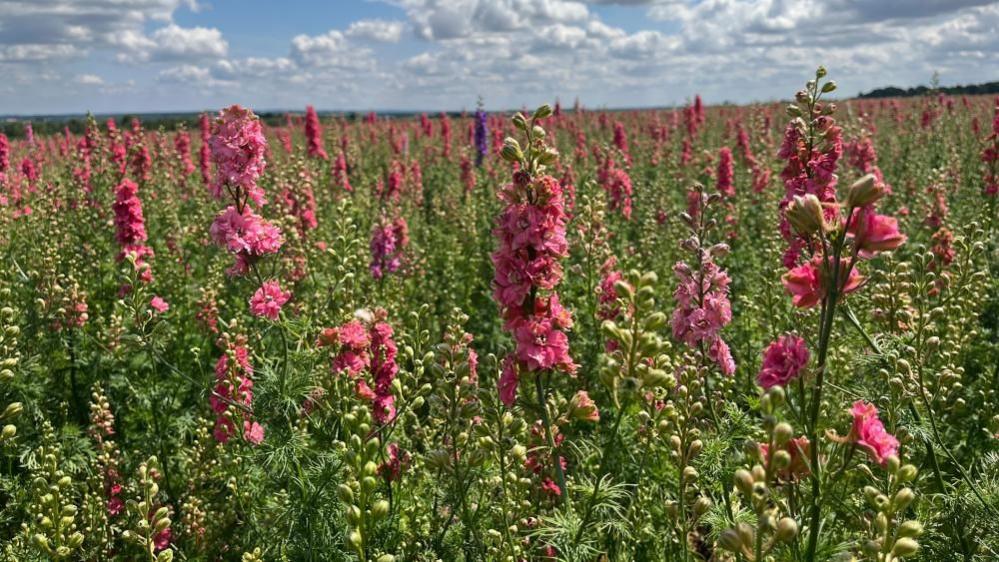 A sea of bright pink larkspur flowers - stretching off into the distance, until the horizon is barely visible. The sky is blue with fluffy clouds, and there's bright sunshine.