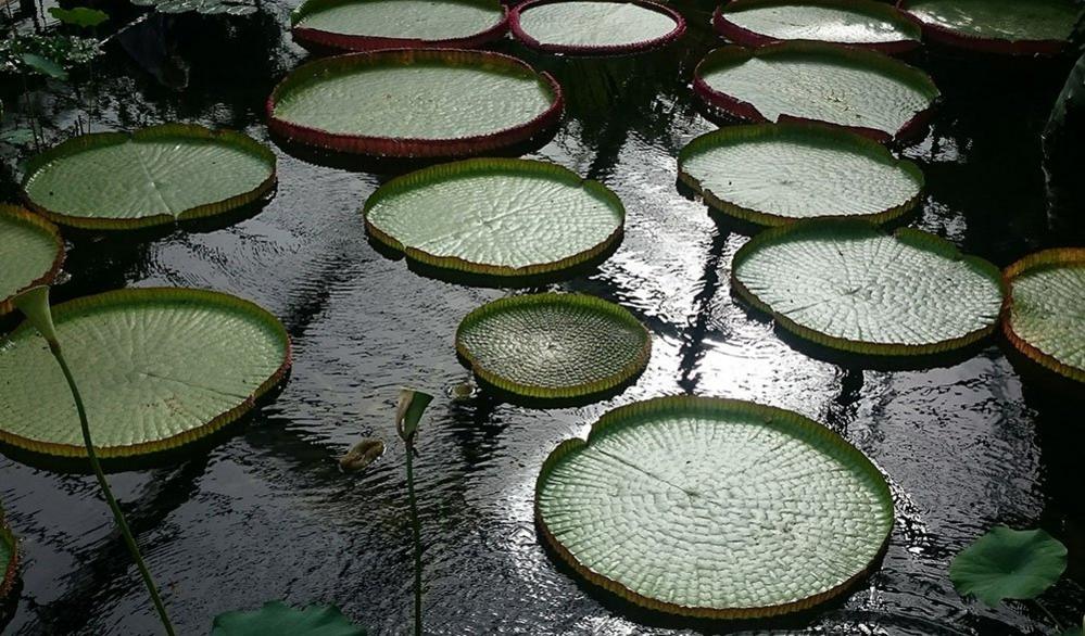 Water lilies