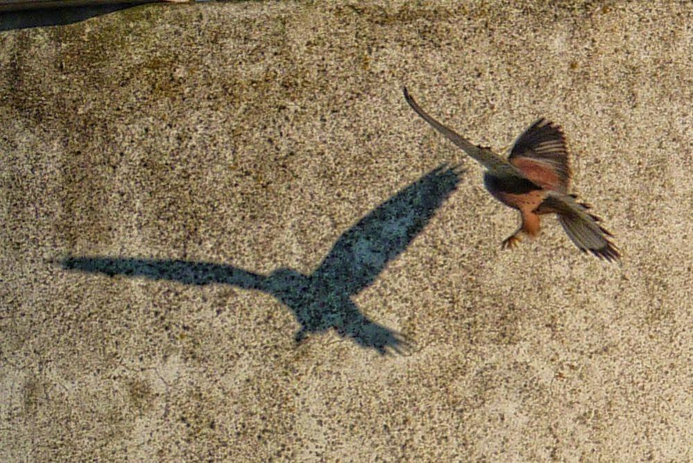 A kestrel in flight makes a shadow on the wall