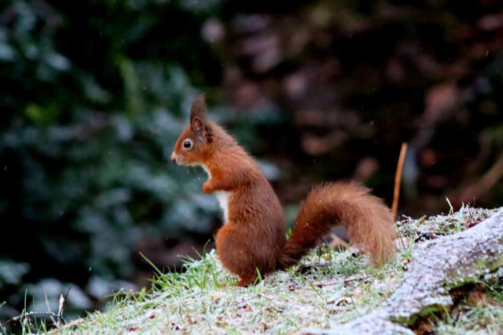 A red squirrel sits on an icy grass mound.