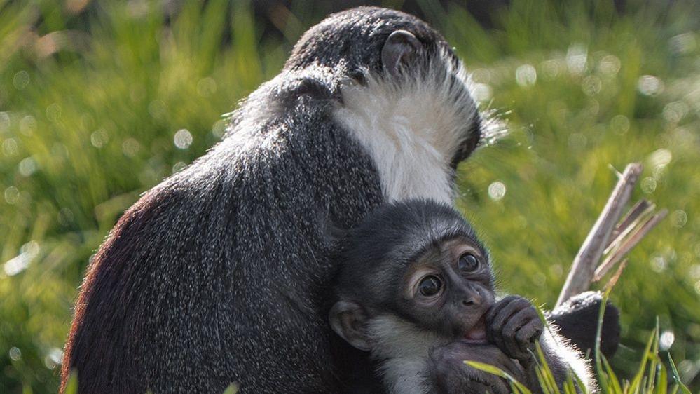 A baby monkey with black and white fur and big, round eyes holds its hand to its mouth, as it sits with its mum in the sunshine.