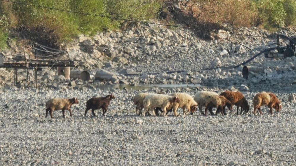Sheep walk among the dried-out bed of the Orontes River in Jisr al-Shughour, Syria