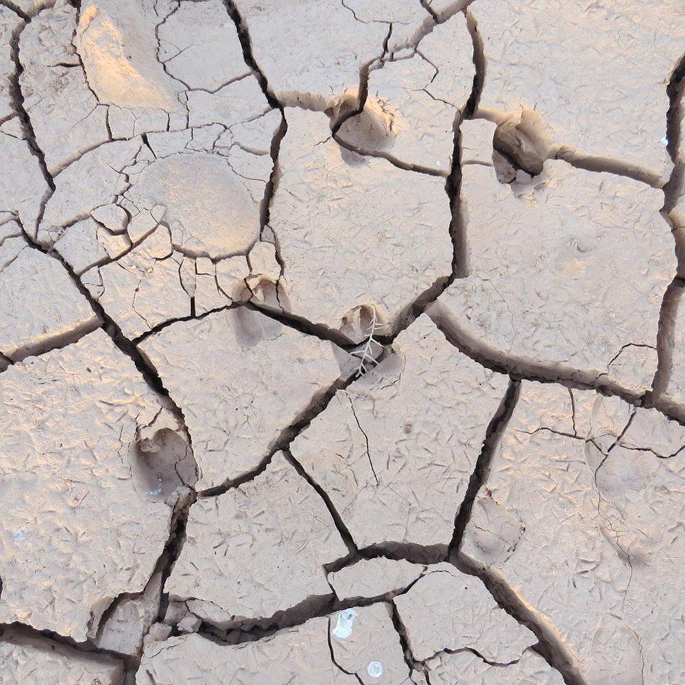 Tracks in the desert