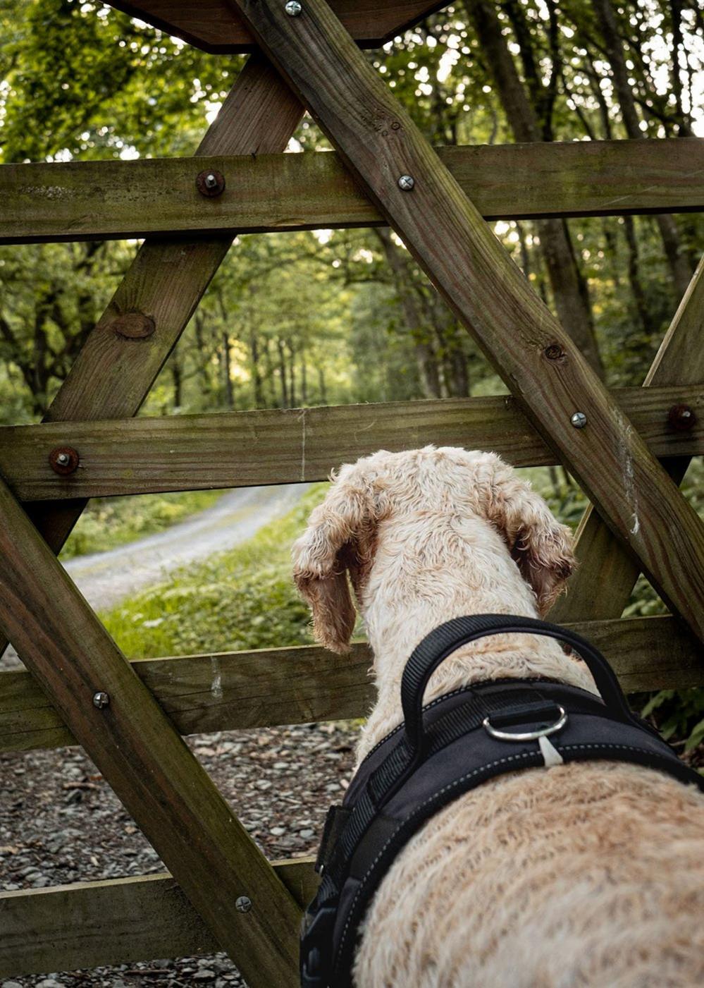 Dog at a gate