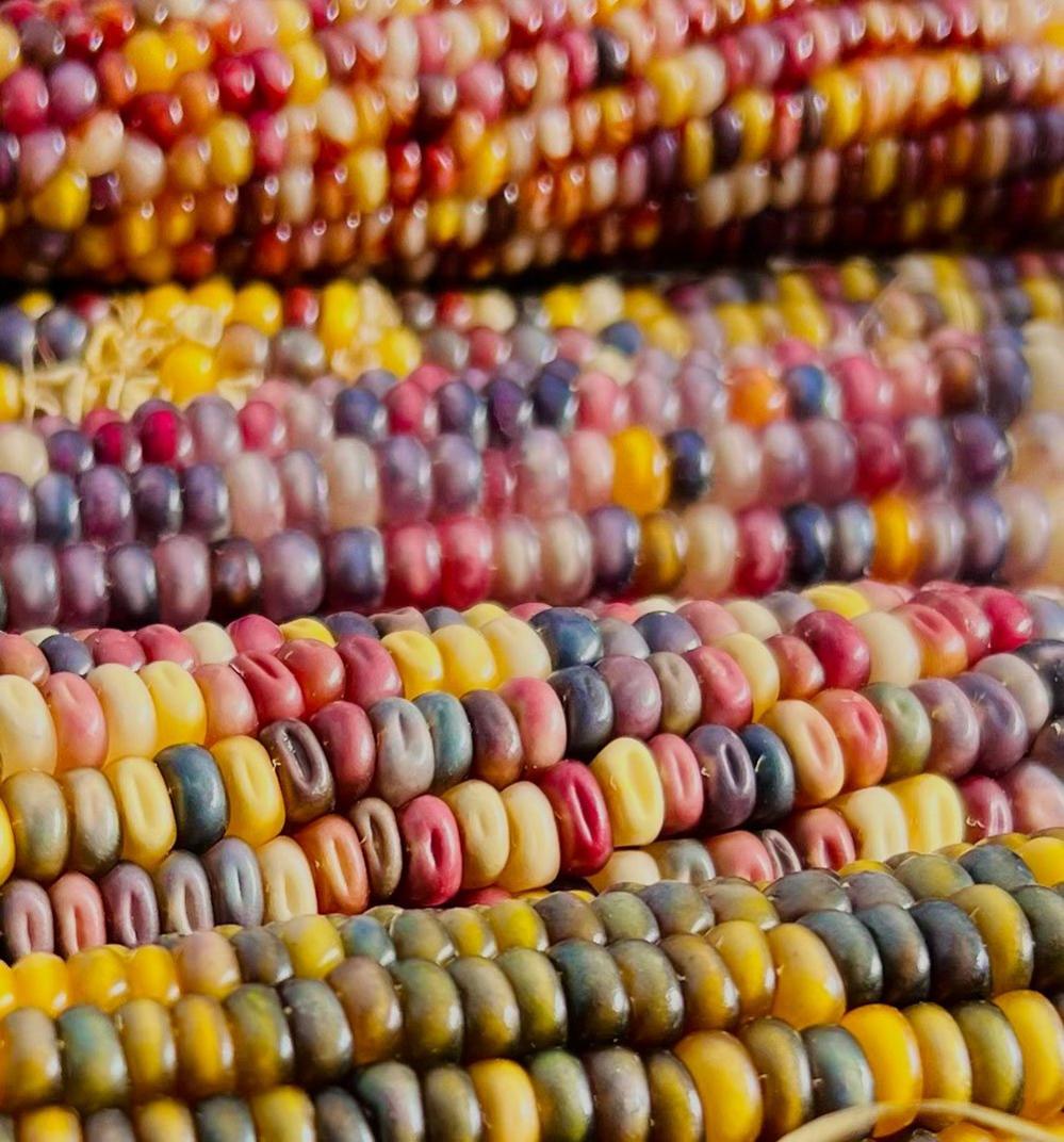 Ears of corn