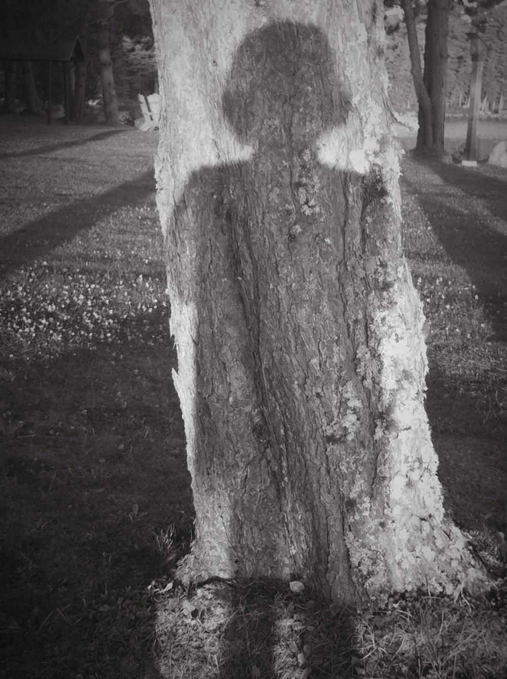 Shadow on a tree