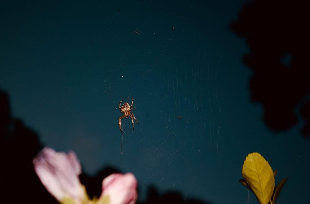 Spider at night