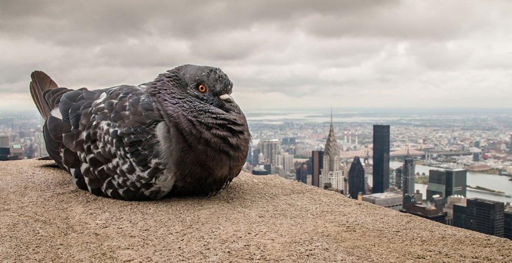 Pigeon in New York