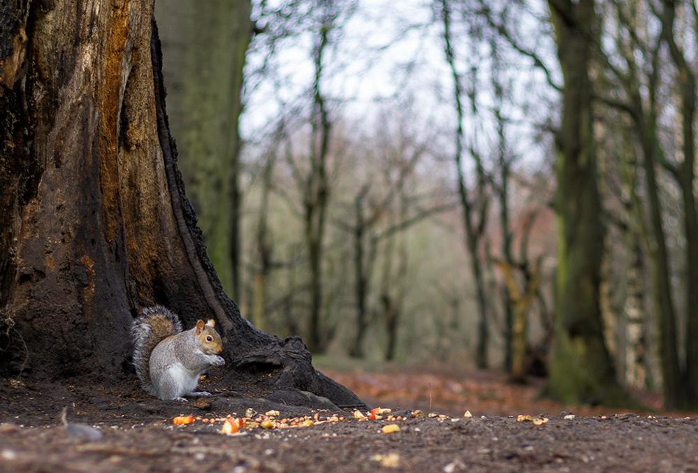 Squirrel in woodland