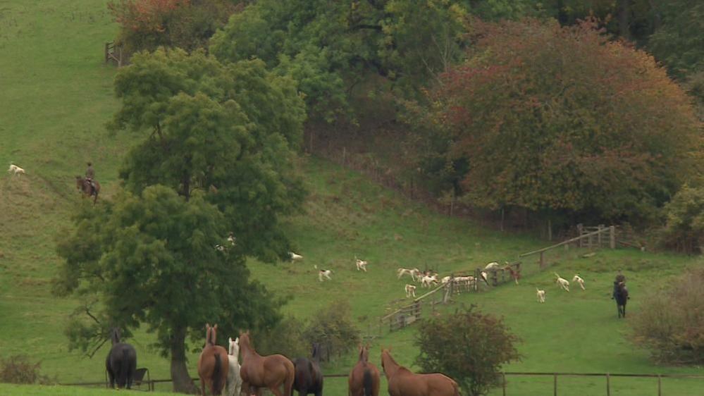 More than a dozen hounds can be seen in the distance running through a field, behind a huntsman on horseback. Several other horses without riders can be seen in the foreground, appearing to watch. Immediately behind the hounds is a patch of woodland.