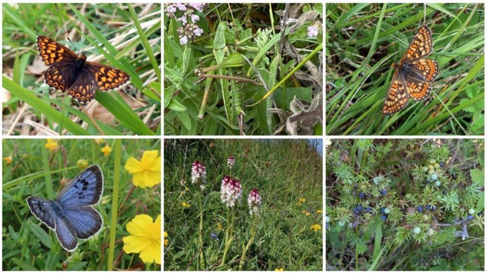 From top left to bottom right, six images spliced together show the Duke of Burgundy butterfly; Wart-biter cricket; Marsh fritillary butterfly; Large blue butterfly; Burnt-tip orchid; juniper.