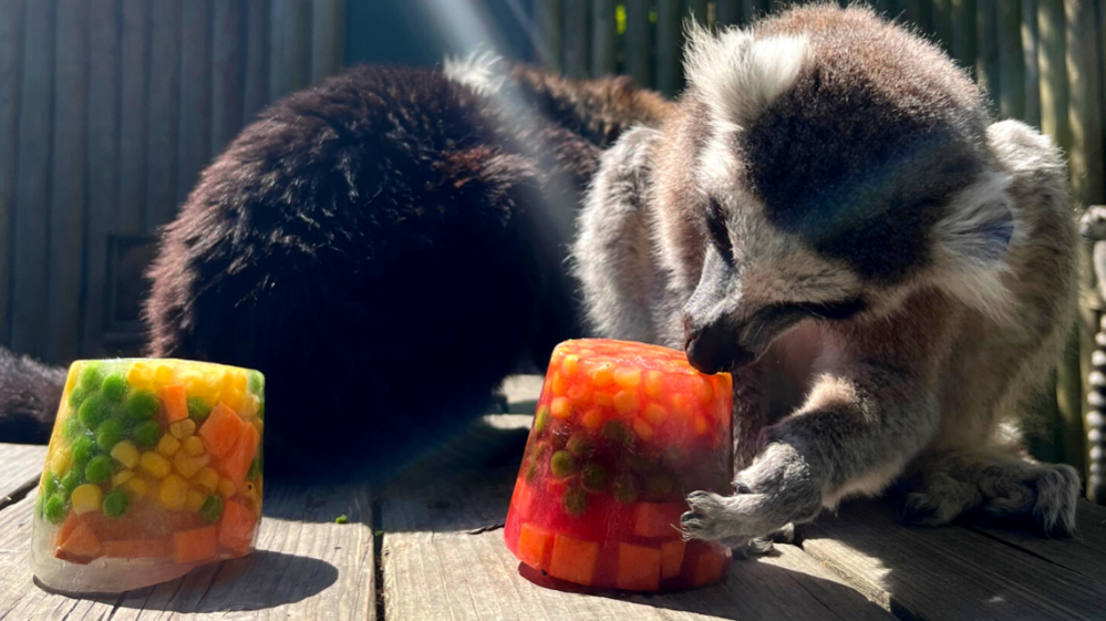 A lemur eats an ice lolly made out of frozen vegetables at a zoo.