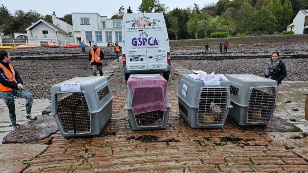 Seal pups in cages on beach about to be released