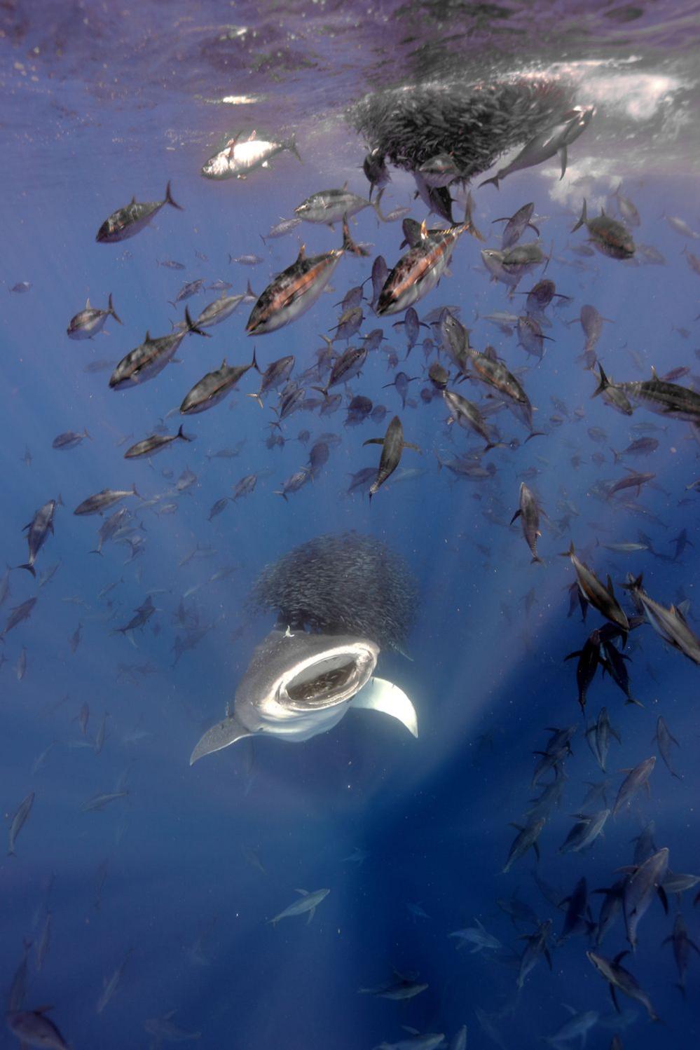 The world’s largest fish, a slow-moving whale shark, feeds on snipefish herded into bait balls by agile tuna in the Azores