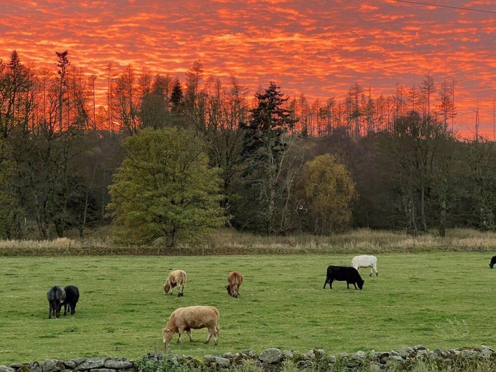 The sky is cloudy with bright red and orange tones. Cows snack on the grassy field and trees are in the background.