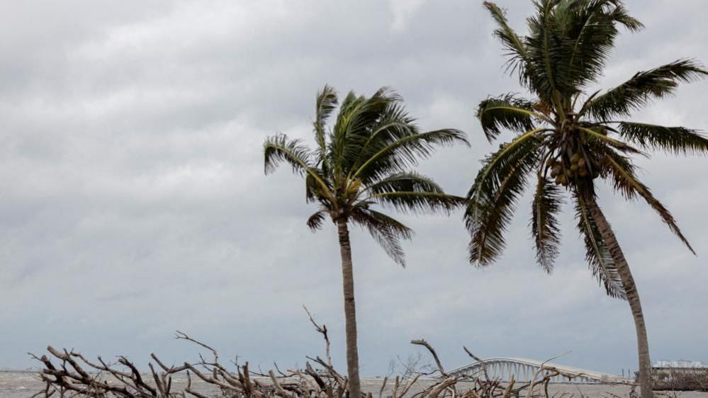 Two palm trees blow in the wind on the Florida coast