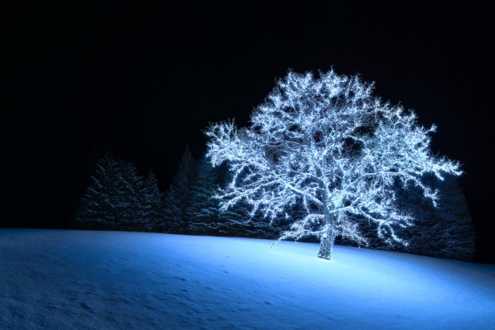 Tree covered in lights