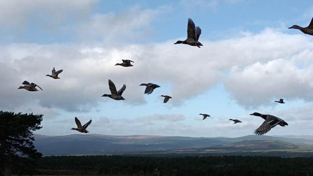 13 mallards flying in the sky in front of clouds and a blue sky. In the distance you can see some hills.