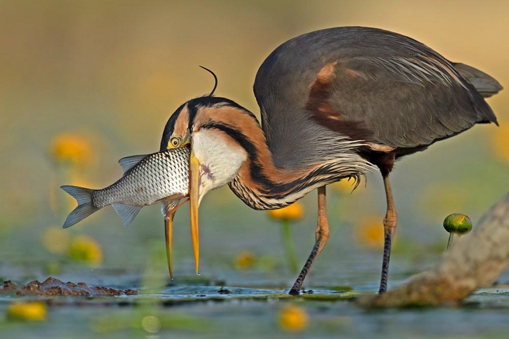 Purple heron