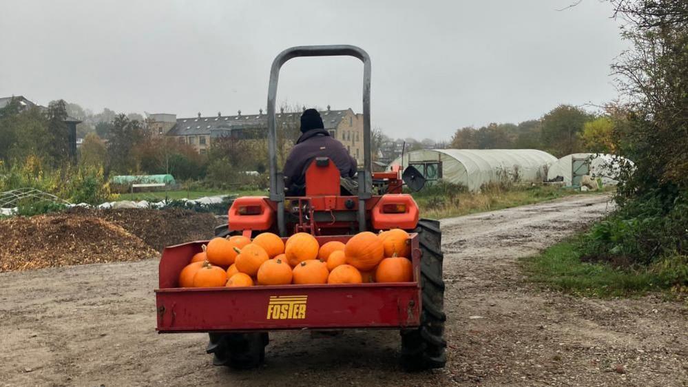 A tractor drives away from the camera filled with pumpkins. Behind are farm polytunnels. 