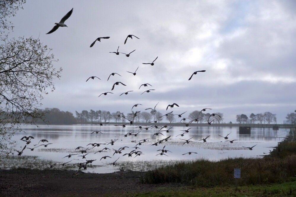 Several ducks can be seen flying away towards a large pond in a park on a grey day.